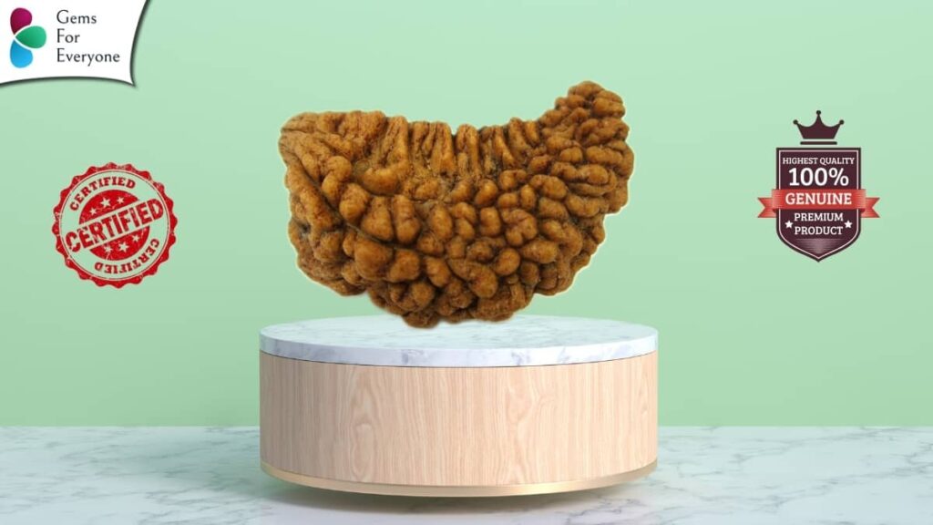 एक मुखी रुद्राक्ष संपूर्ण जानकारी