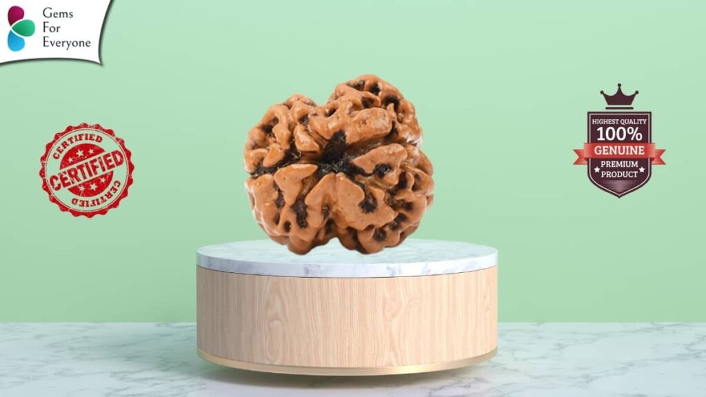 दो मुखी रुद्राक्ष संपूर्ण जानकारी