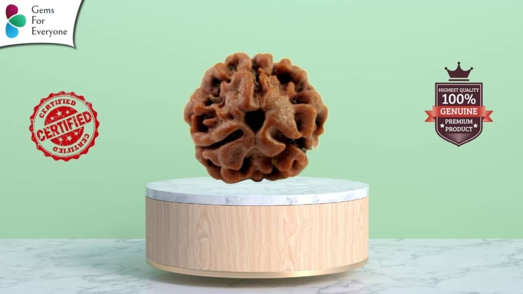 तीन मुखी रुद्राक्ष संपूर्ण जानकारी