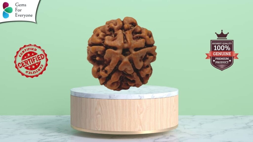 पांच मुखी रुद्राक्ष संपूर्ण जानकारी