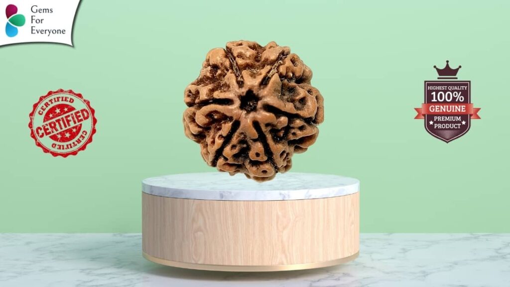 छह मुखी रुद्राक्ष संपूर्ण जानकारी