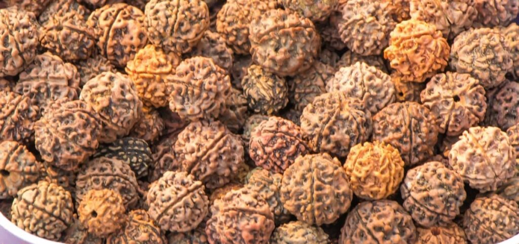१ मुखी से २१ मुखी रुद्राक्ष